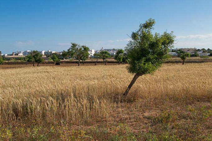Ca Na Maria Teueta Daire San Ferrán de ses Roques Dış mekan fotoğraf