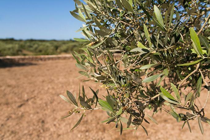 Ca Na Maria Teueta Daire San Ferrán de ses Roques Dış mekan fotoğraf
