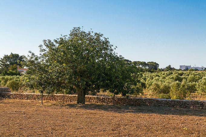 Ca Na Maria Teueta Daire San Ferrán de ses Roques Dış mekan fotoğraf