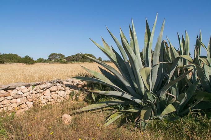 Ca Na Maria Teueta Daire San Ferrán de ses Roques Dış mekan fotoğraf